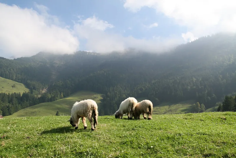 Rigi_Kulm_84