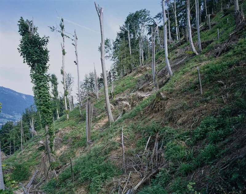 Küssnacht SZ, Rigi-Nordlehne, in Unter Schattenberg above Rickenbachhof (01.06.1994)