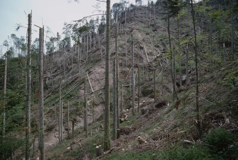 Küssnacht SZ, Rigi-Nordlehne, in Unter Oberimmense forest near Lauibach stream (26.05.1993)