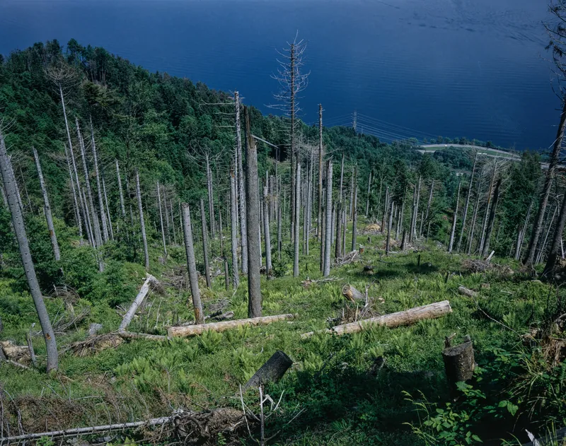 Küssnacht SZ, Rigi-Nordlehne, in the Oberimmensee forest above Gschwänd (01.06.1994)