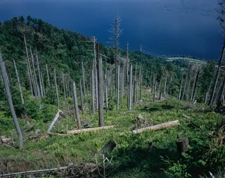 Küssnacht SZ, Rigi-Nordlehne, in the Oberimmensee forest above Gschwänd (01.06.1994)
