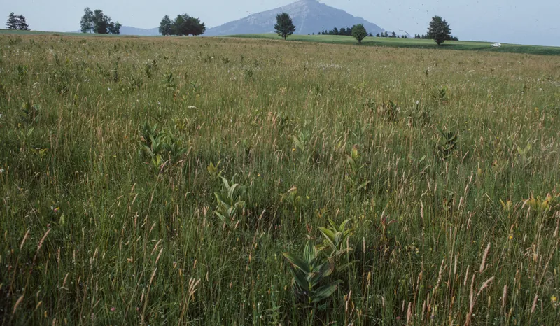 HM 170, Eigenried, Birchried, Kellersforen, Früebüelmoos, overview Erlenried ZG, Rigi in the background (23.07.1983)