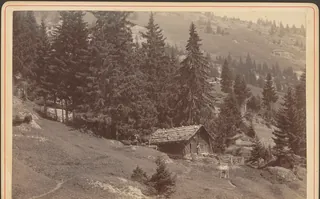Rigi. Hütte unterhalb Kaltbad mit Kühen (1886)