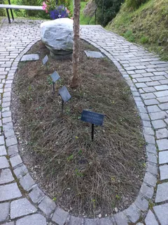 Rigi Kaltbad-cemetery-graves-01ASD (2023-09-04)