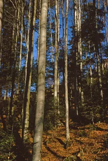 Greppen, Rigi, beech forest with quality wood (1975)