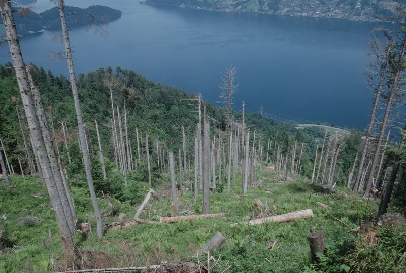 Küssnacht SZ, Rigi-Nordlehne, in the Oberimmensee forest above Gschwänd (01.06.1994)