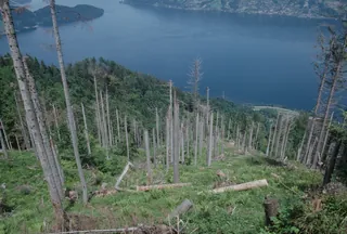 Küssnacht SZ, Rigi-Nordlehne, in the Oberimmensee forest above Gschwänd (01.06.1994)