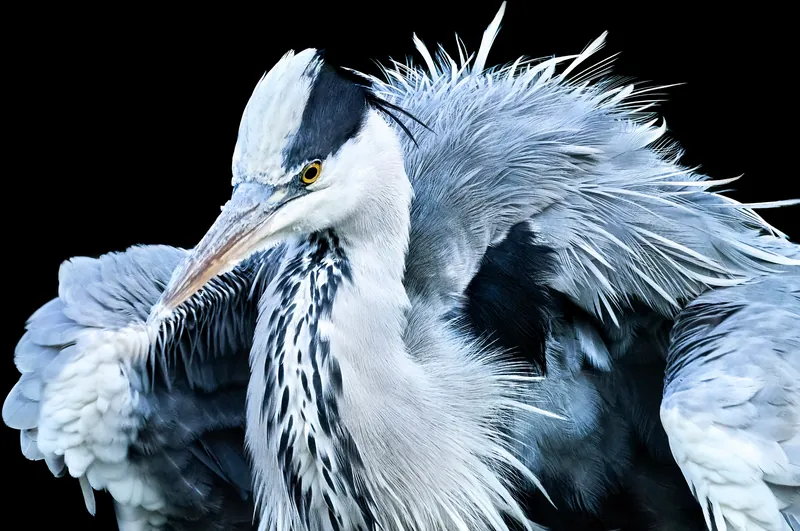 CH.SZ.Goldau Grey-Heron (2023-10-27 10:10:46)