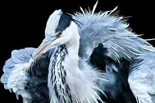 CH.SZ.Goldau Grey-Heron (2023-10-27 10:10:46)