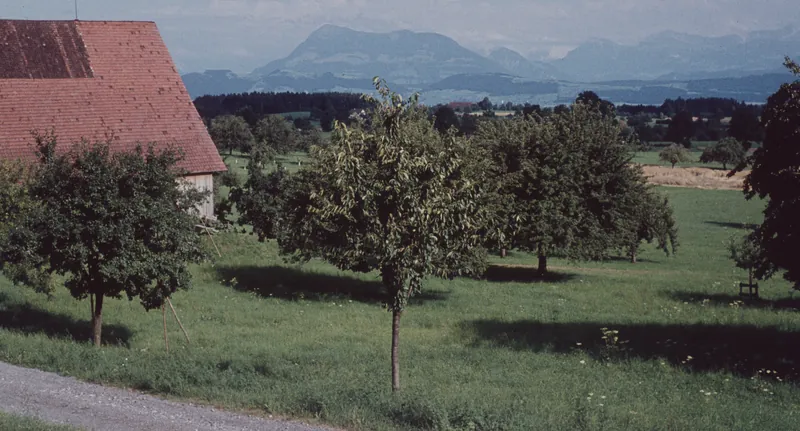 Lucerne midland near Rain, Rigi in the background (1959)