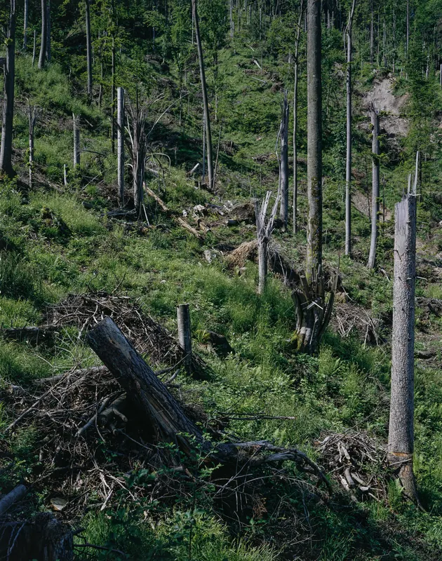 Küssnacht SZ, Rigi-Nordlehne, in the Stöckwald above the Geissflue (01.06.1994)