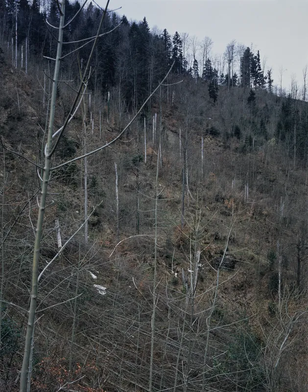 Küssnacht SZ, Rigi-Nordlehne, in the Stöckwald above the Geissflue (04.04.2004)