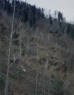 Küssnacht SZ, Rigi-Nordlehne, in the Stöckwald above the Geissflue (04.04.2004)