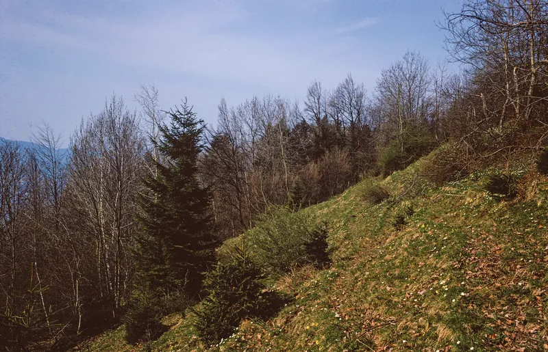 Greppen, fallow land on the Rigi (1975)