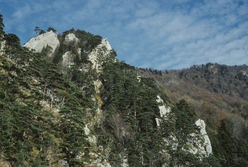 Forest types in need of warmth on the Rigi slope (2006)