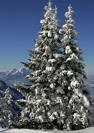 Picswiss SZ-29-30 (2005-04-06)