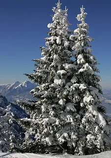 Picswiss SZ-29-30 (2005-04-06)