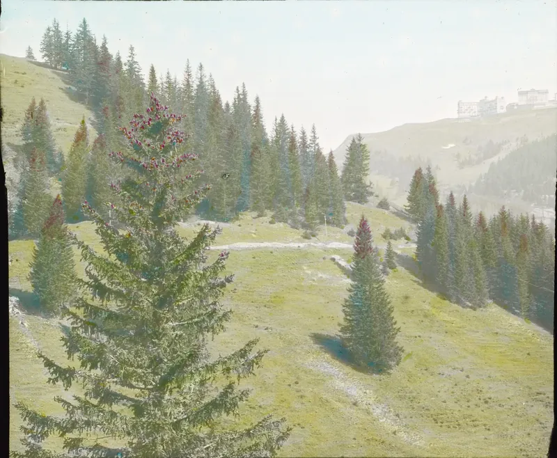 Flowering spruces, Rigi Klösterli, June 15 (1907-1927)