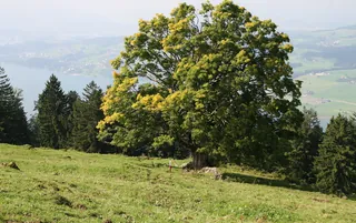 Rigi_Kulm_32