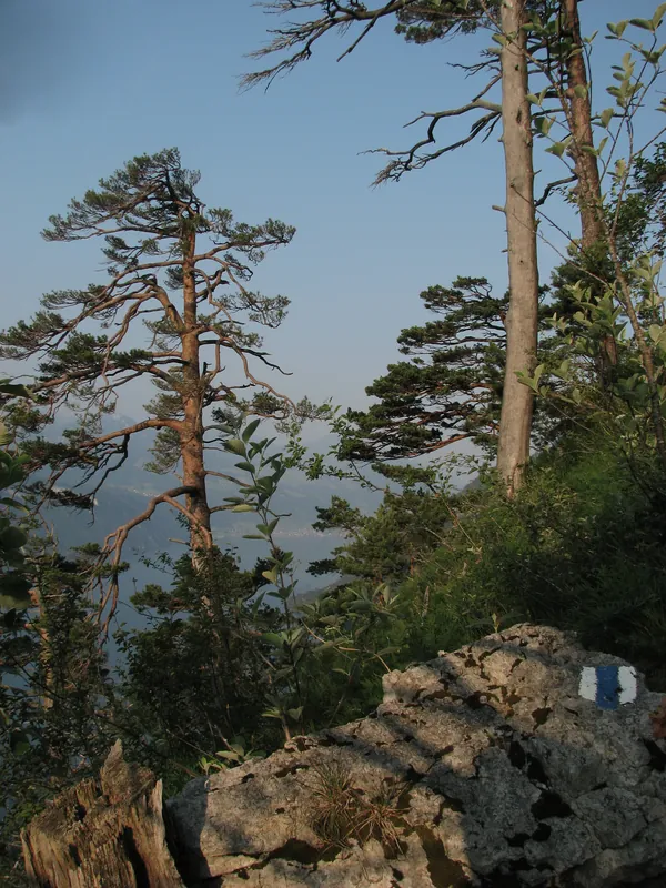 Forest pines on the Rigi south flange near Gersau (30.06.2010)