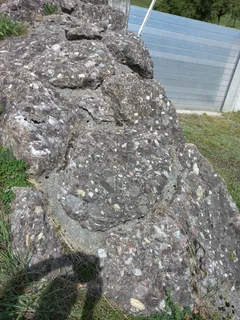 Weggis-Rigi conglomerate-01ASD (2023-09-03)