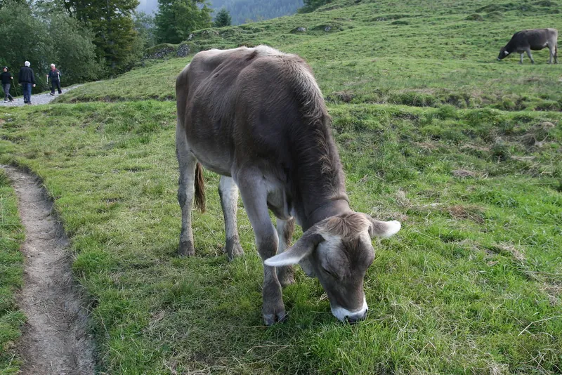 Rigi_Kulm_66