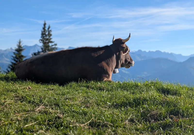 Cow, pondering the meaning of life (2026-09-26)
