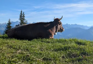 Cow, pondering the meaning of life (2026-09-26)