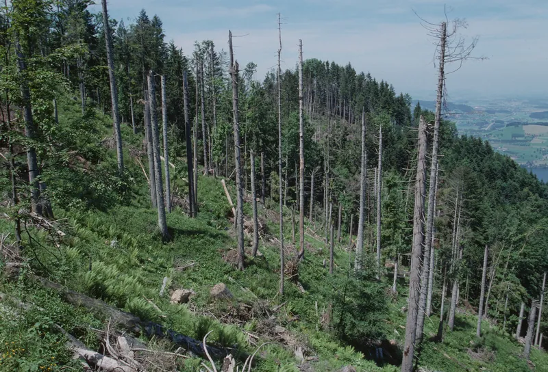 Küssnacht SZ, Rigi-Nordlehne, in the Oberimmensee forest above Gschwänd (01.06.1994)
