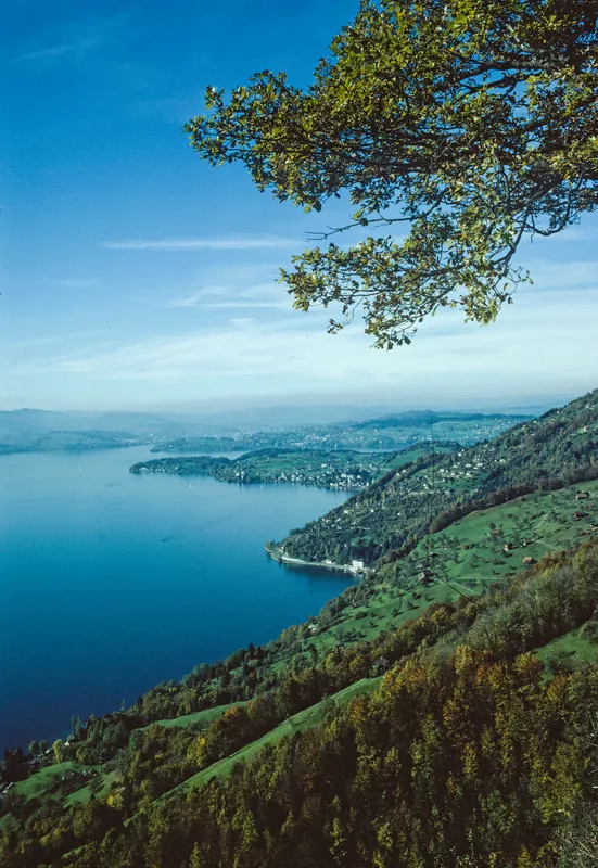 Rigi flank as climatically favorable location with "southern" vegetation elements (1981)