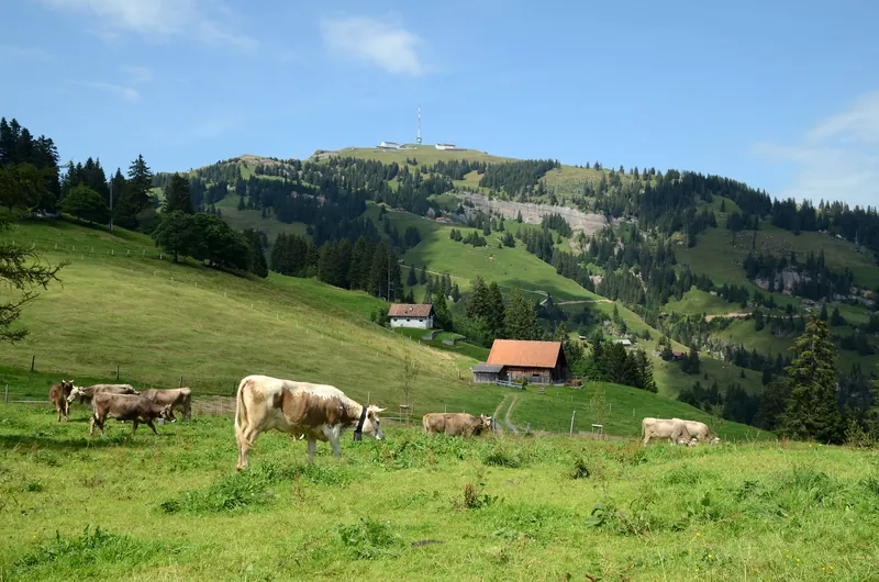 Rigi Kulm cows 2012 (2012-08-04 15:40:18)