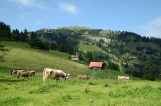 Rigi Kulm cows 2012 (2012-08-04 15:40:18)