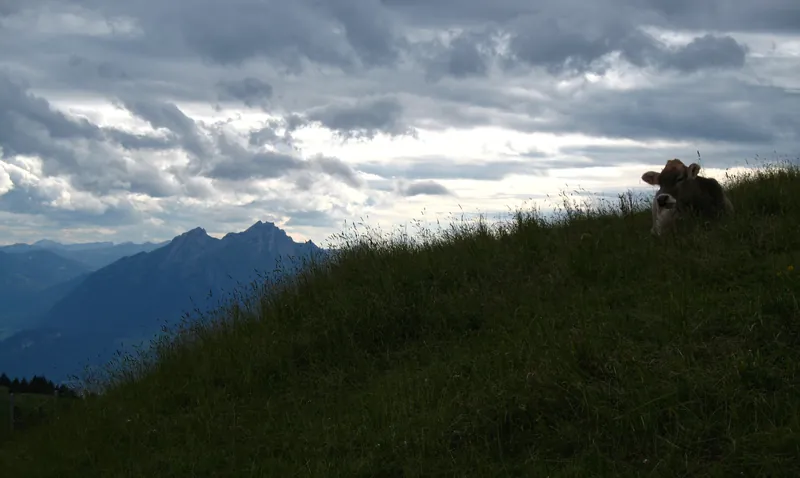 6657 - Rigi - Cow (2007-07-29)