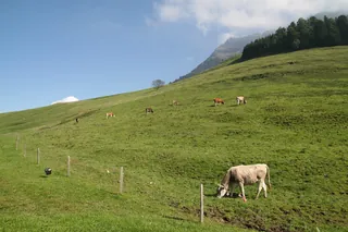 Rigi_Kulm_95