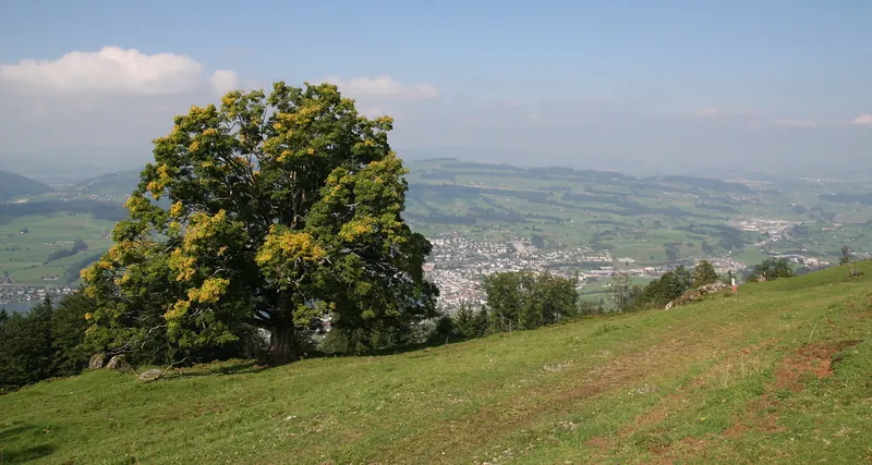 Rigi_Kulm_35