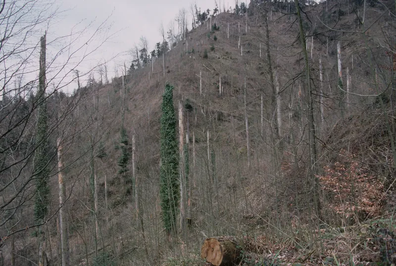 Küssnacht SZ, Rigi-Nordlehne, in Unter Oberimmense forest near Lauibach stream (03.04.2004)