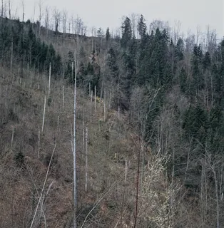Küssnacht SZ, Rigi-Nordlehne, in the Stöckwald above the Geissflue (04.04.2004)