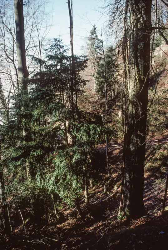 Vitznau, yew tree at the Rigi south flank (2004)
