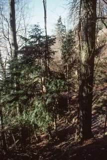 Vitznau, yew tree at the Rigi south flank (2004)