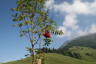 Rigi_Kulm_89