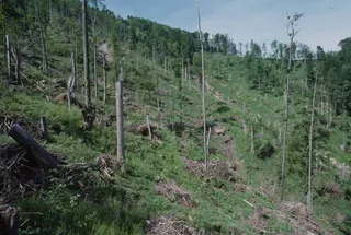 Küssnacht SZ, Rigi-Nordlehne, in the Stöckwald above the Geissflue (01.06.1994)
