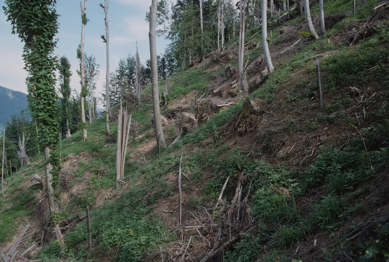 Küssnacht SZ, Rigi-Nordlehne, in Unter Schattenberg above Rickenbachhof (01.06.1994)