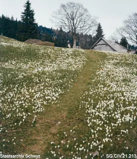 Alpwiese auf der Rigi (zwischen 1950 und 1980)