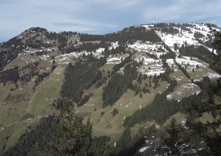 Rigi Scheidegg, trend of increasing forest cover (15.01.2018)