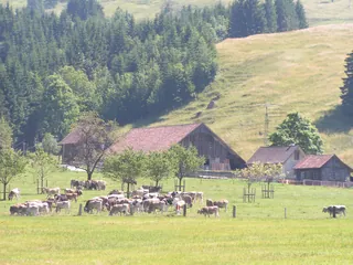 Küssnacht Seebodenalp (2010-07-08)