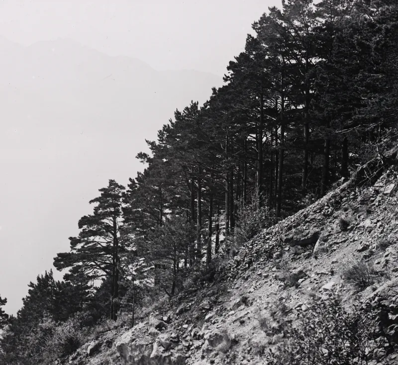 Rigi near Gersau, approx. 500 m. a.s.l. Pines on flat rock near Kindlimord (1912)