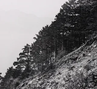 Rigi near Gersau, approx. 500 m. a.s.l. Pines on flat rock near Kindlimord (1912)
