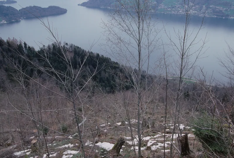 Küssnacht SZ, Rigi-Nordlehne, in the Oberimmensee forest above Gschwänd (04.04.2004)