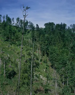 Küssnacht SZ, Rigi-Nordlehne, in the Stöckwald above the Geissflue (01.06.1994)