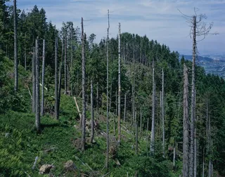Küssnacht SZ, Rigi-Nordlehne, in the Oberimmensee forest above Gschwänd (01.06.1994)